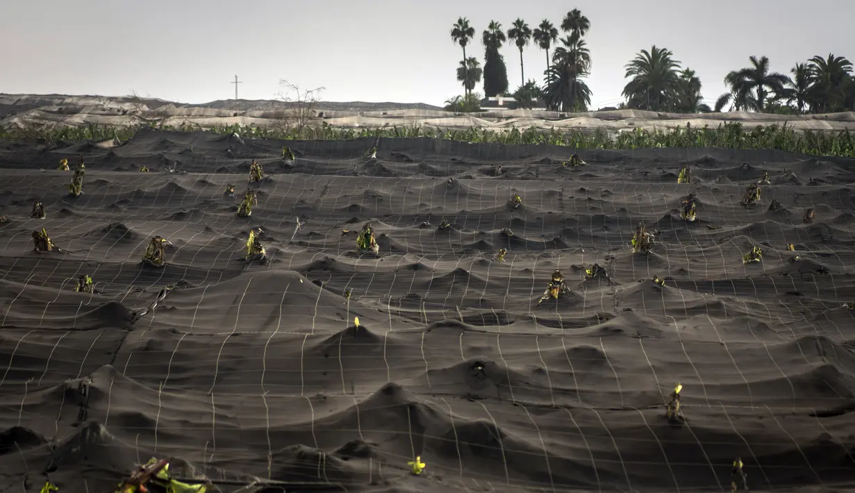 Kebun pisang terbengkalai dan tertutup abu dari gunung berapi Cumbre Vieja di pulau Canary La Palma, Spanyol, Rabu (27/10/2021). Penduduk di Pulau La Palma menghadapi kemungkinkan gempa yang lebih kuat yang bisa memperparah kerusakan oleh muntahan lava gunung tersebut. (AP Photo/Emilio Morenatti)