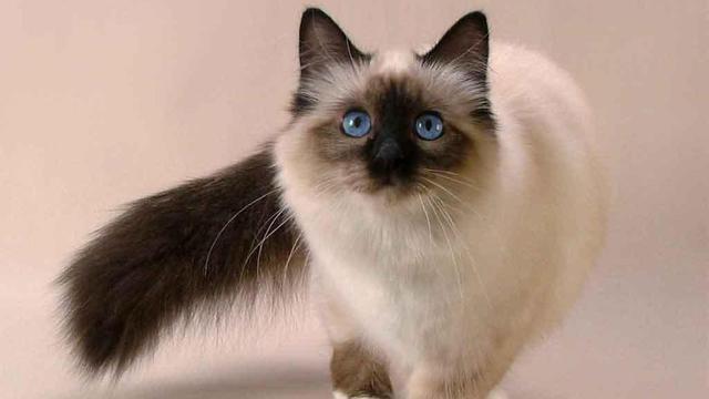6 Ras Kucing yang Terkenal Memiliki Umur Panjang