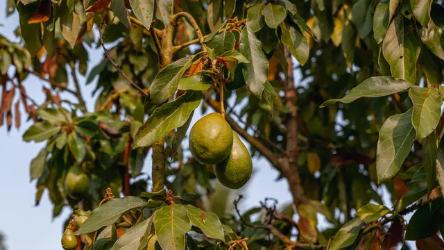 Buah Alpukat Berukuran Kecil Meski Pohonnya Subur