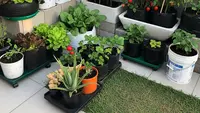 8 Ide Kebun Mini Produktif Tapi Minim Perawatan, Solusi Urban Berkebun Praktis