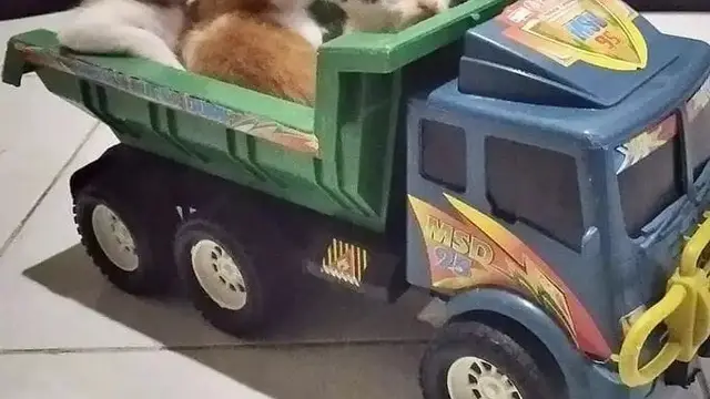 7 Potret Kucing Lagi Asik Bermain, Tingkahnya yang Bak Bocah Ini Bikin Gemas