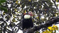 Potret Burung Enggang Gading, salah satu fauna yang berada di Taman Nasional Bukit Baka Raya dan tergolong sangat terancam punah. (dok. bukitbakabukitraya.org)