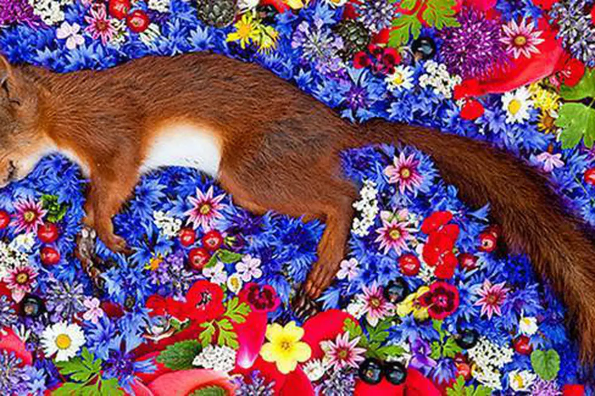 Foto : copyright boredpanda.com