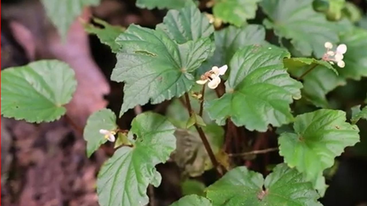 Kisah Budi Daya "Polohi Wasu", Obat Tradisional dari Suku Mori Bisa Obati Penyakit Kanker