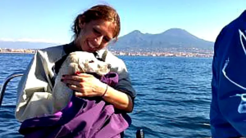 Serunya Upaya Pertolongan Anak Anjing Hanyut di Laut