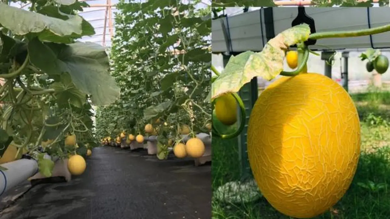 Perkebunan Melon Rindu Farm Klaten/Photo by Rindu Farm