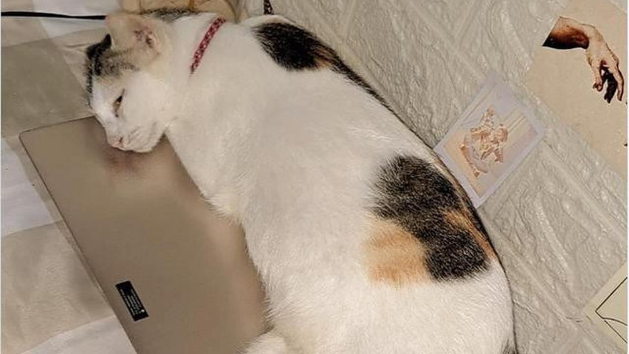 Mengapa Kucing Suka Duduk di Laptop? Ini Penjelasannya