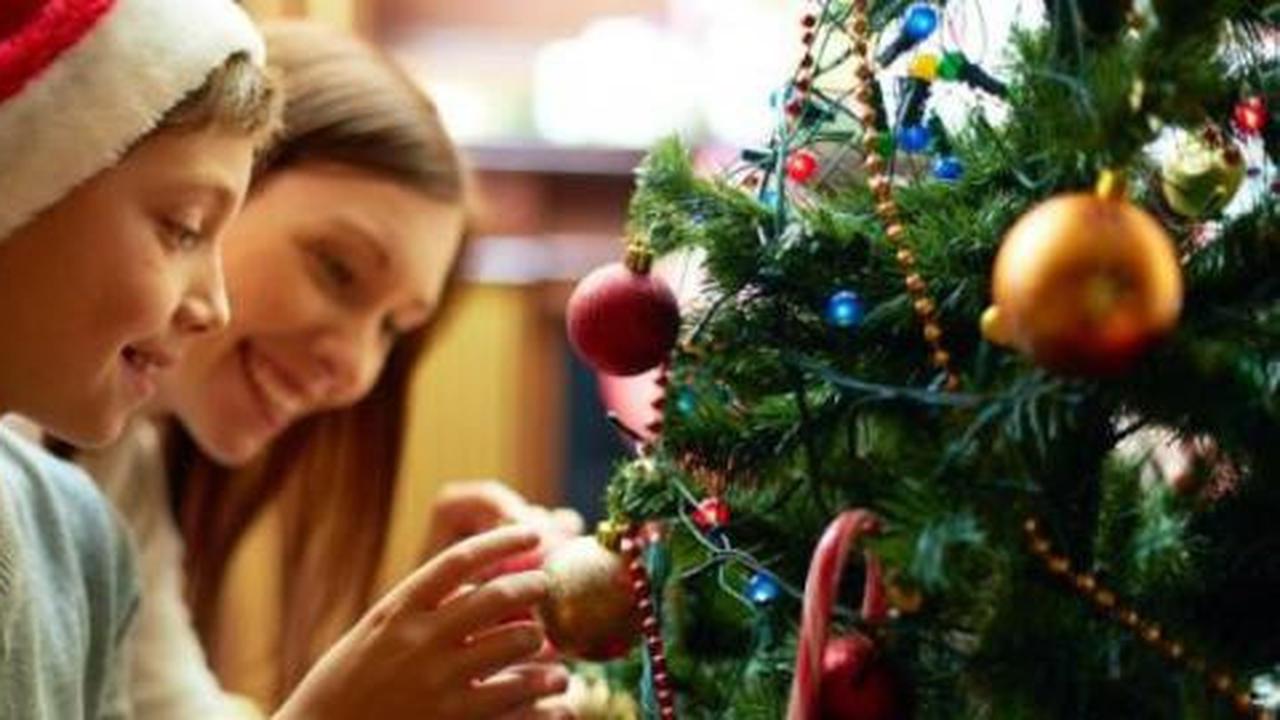 Hati-hati, pohon natal bisa jadi sarang serangga!