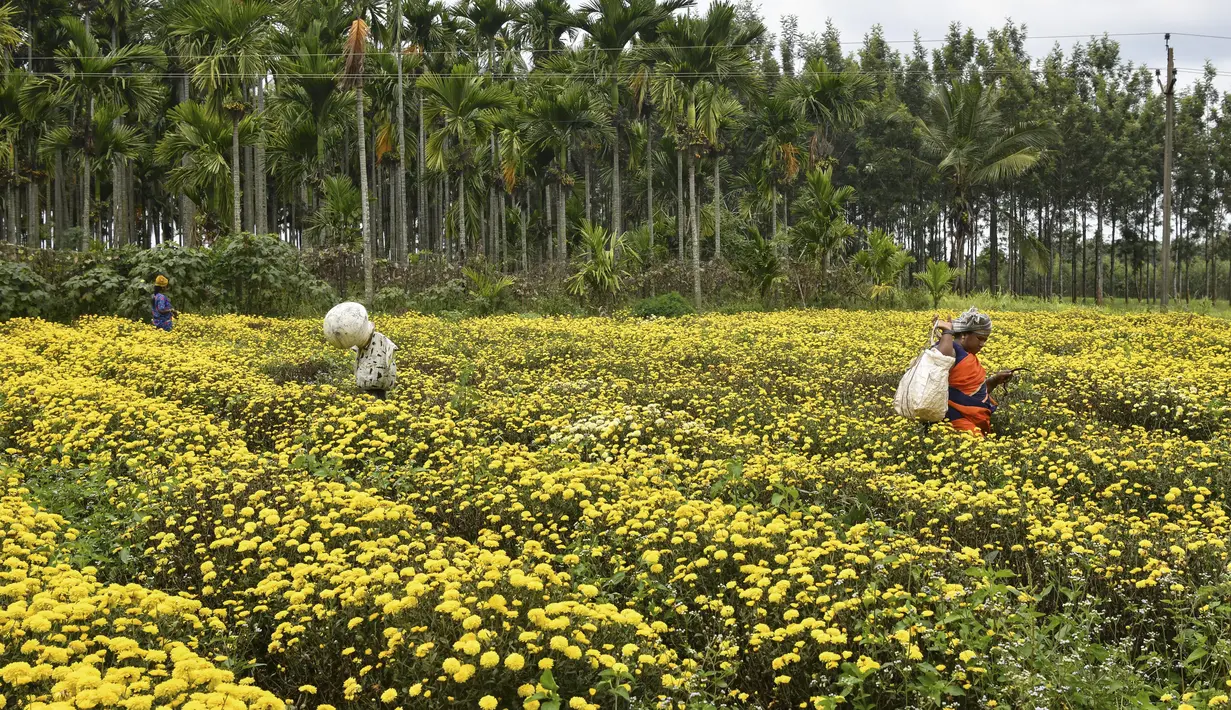 Petani memanen bunga krisan dari sebuah ladang di pinggiran Bangalore (5/10/2021). Bunga krisan berasal dari Asia Timur dan Eropa timur laut. Sebagian besar spesies berasal dari Asia Timur dan pusat keanekaragamannya ada di China. (AFP/Manjunathm Kiran)