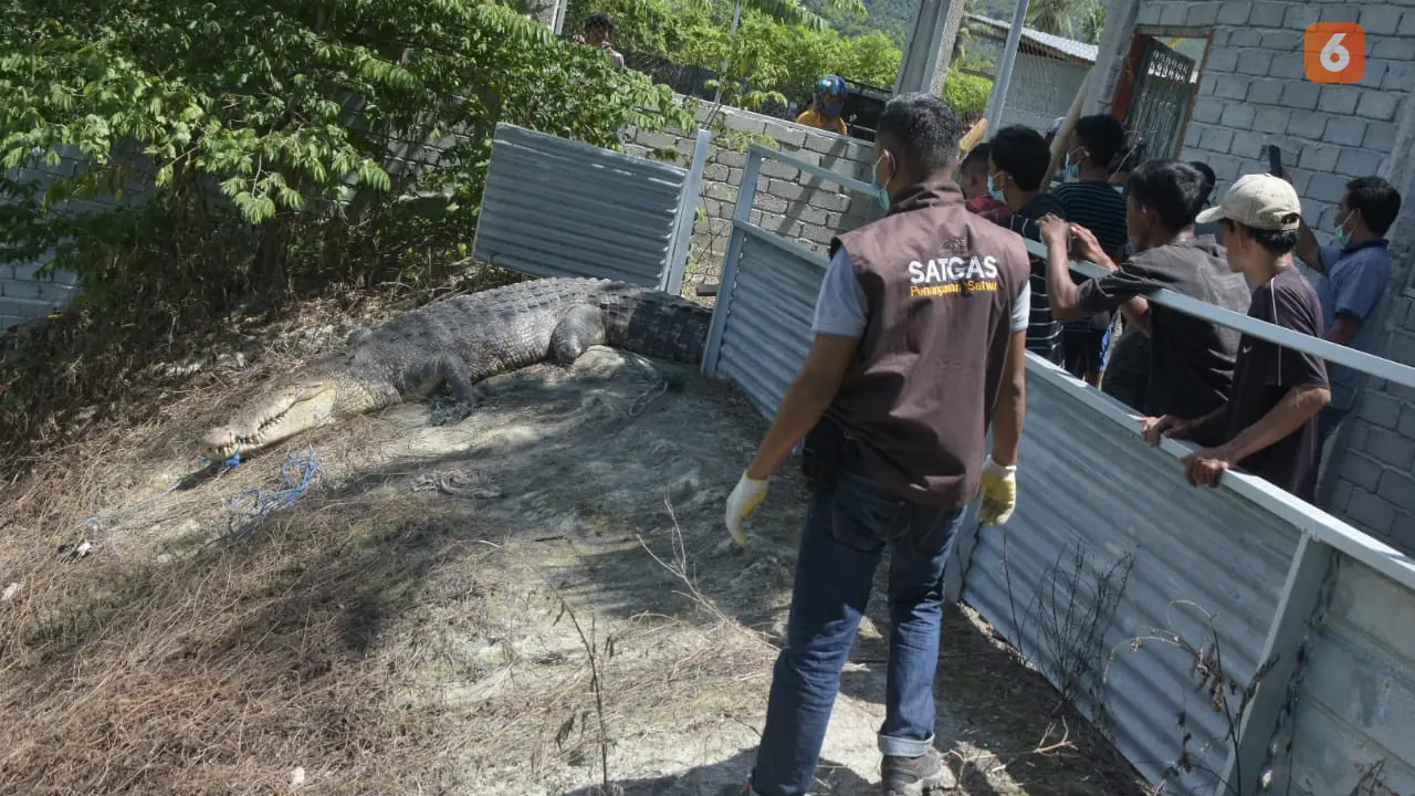 BKSDA Sulteng melapas buaya di penangkaran