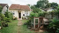 Ukuran Ideal Kandang Ayam untuk Rumah Type 36, Ini Patokan yang Jarang Diketahui Pemula