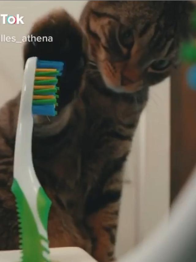 Belajar dari Pemiliknya, Kucing Ini Suka Sikat Giginya Sendiri