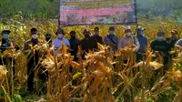 Untuk mendukung peningkatan produksi jagung nasional, Pemda Garut, Jawa Barat tengah mengembangkan pengembangan jagung berbasis korporasi. (Liputan6.com/Jayadi Supriadin)