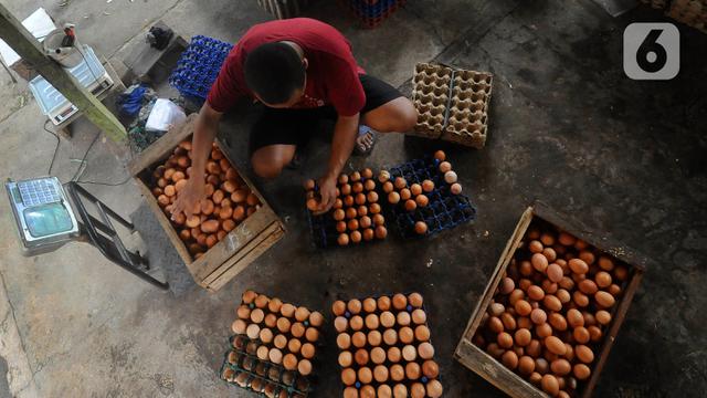 harga telur ayam tinggi