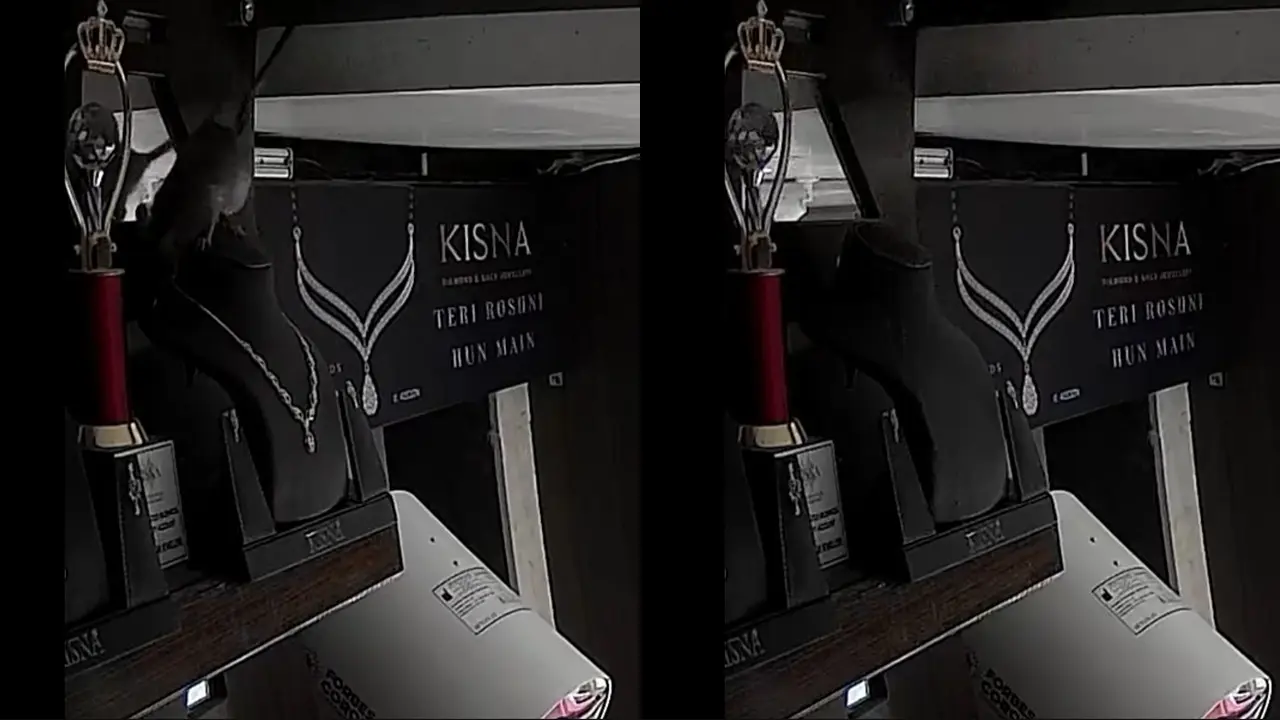 Tikus Curi Kalung