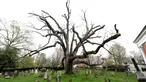 Pohon Oak berusia 600 tahun yang mulai gugur di Basking Ridge Presbyterian Church di Bernards, New Jersey (21/4). Pohon ini diyakini salah satu pohon tertua di negara AS yang kini sudah mati. (AP Photo/Julio Cortez)