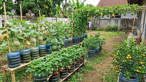 12 Buah yang Bisa Tumbuh Subur di Wadah Galon Bekas, Cocok untuk Kebun Rumahan