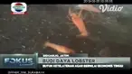 Selama ini, kita banyak mengenal udang air laut maupun air payau yang banyak diperjualbelikan di pasar. Namun, di Sidoarjo, ada peternak yang menekuni udang hias air tawar yang biasa dijual di pasar ikan.