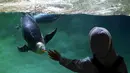 Seorang anak kecil menjangkau seekor penguin Gentoo yang sedang berenang di kandangnya di Taman Pairi Daiza di Cambron-Casteau, Belgia, Senin (5/7/2021). Penguin Gentoo dikenal sebagai penguin yang memiliki kemampuan berenang dengan cepat. (AP Photo/Virginia Mayo)