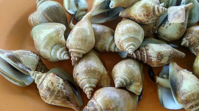 Beli Siput Laut Di Pasar Wanita Ini Malah Temukan Mutiara Oranye Miliaran Rupiah Global Liputan6 Com