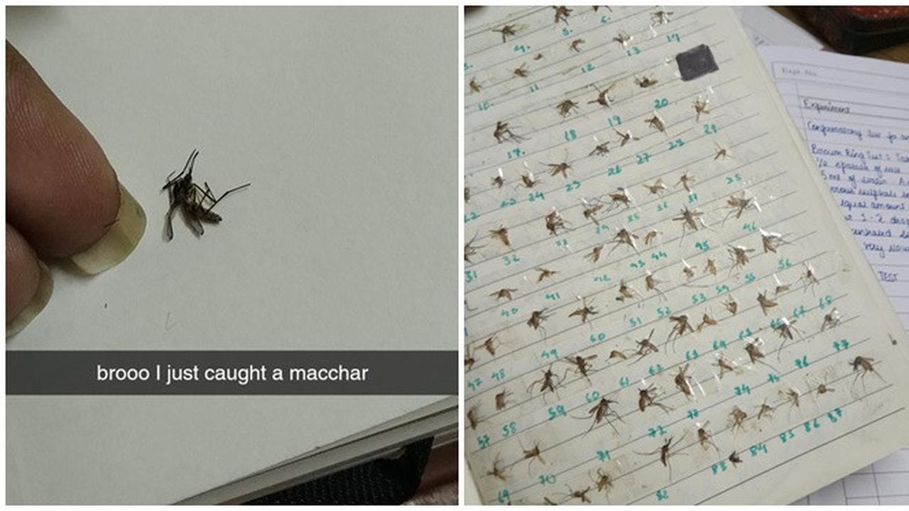 Viral Aksi Wanita Koleksi Mayat Nyamuk yang Ditangkapnya, Ditempel di Buku