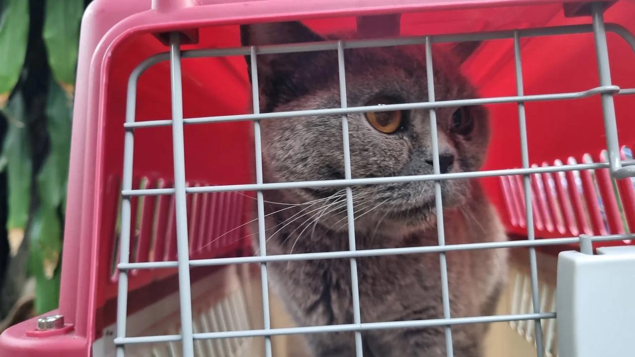 Lucunya! Ini Potret Kucing-Kucing Uya Kuya yang Sudah Dikembalikan Sherina