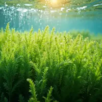 Manfaat Rumput Laut untuk Kulit, Rambut, dan Daya Tahan Tubuh