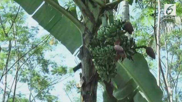 Warga Temanggung dihebohkan oleh pohon pisang milik Suhartono.