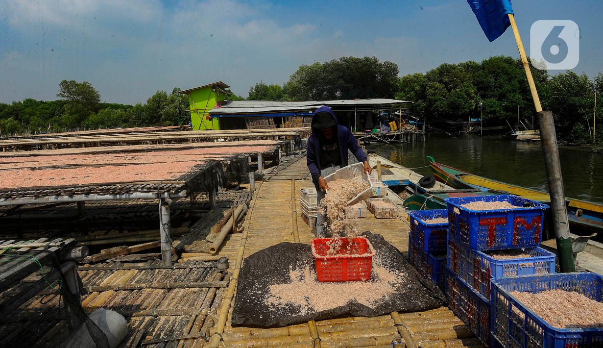 Aktivitas warga saat mengolah rebon atau udang kecil untuk diproses menjadi rebon kering di kawasan Kamal, Jakarta Utara. (merdeka.com/Arie Basuki)