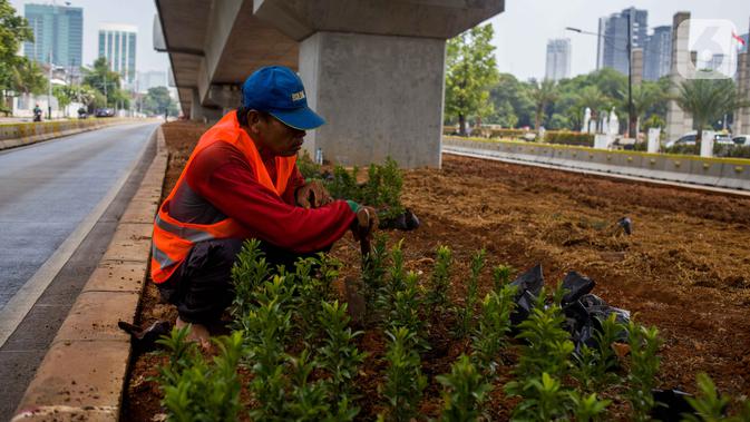 Petugas Sudin Kehutanan Jakarta Selatan melakukan penanaman pohon melati Jepang di bawah jalur MRT Jalan Sisingamangaraja, Jakarta, Kamis (31/10/2019). Penanaman pohon melati Jepang di bawah jalur MRT tersebut untuk penghijauan dan mempercantik tata ruang kota. (Liputan6.com/Faizal Fanani)