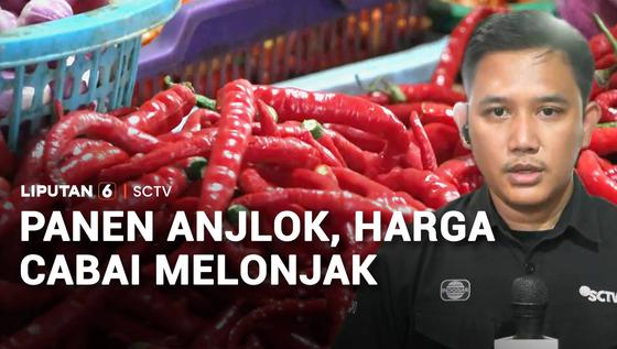 Panen Anjlok, Harga Cabai Melonjak