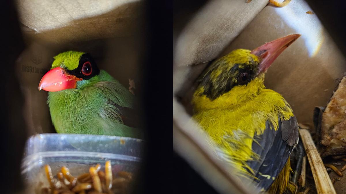 620 Burung Langka Sumatera Gagal Diselundupkan ke Pulau Jawa, Kondisinya Memprihatinkan