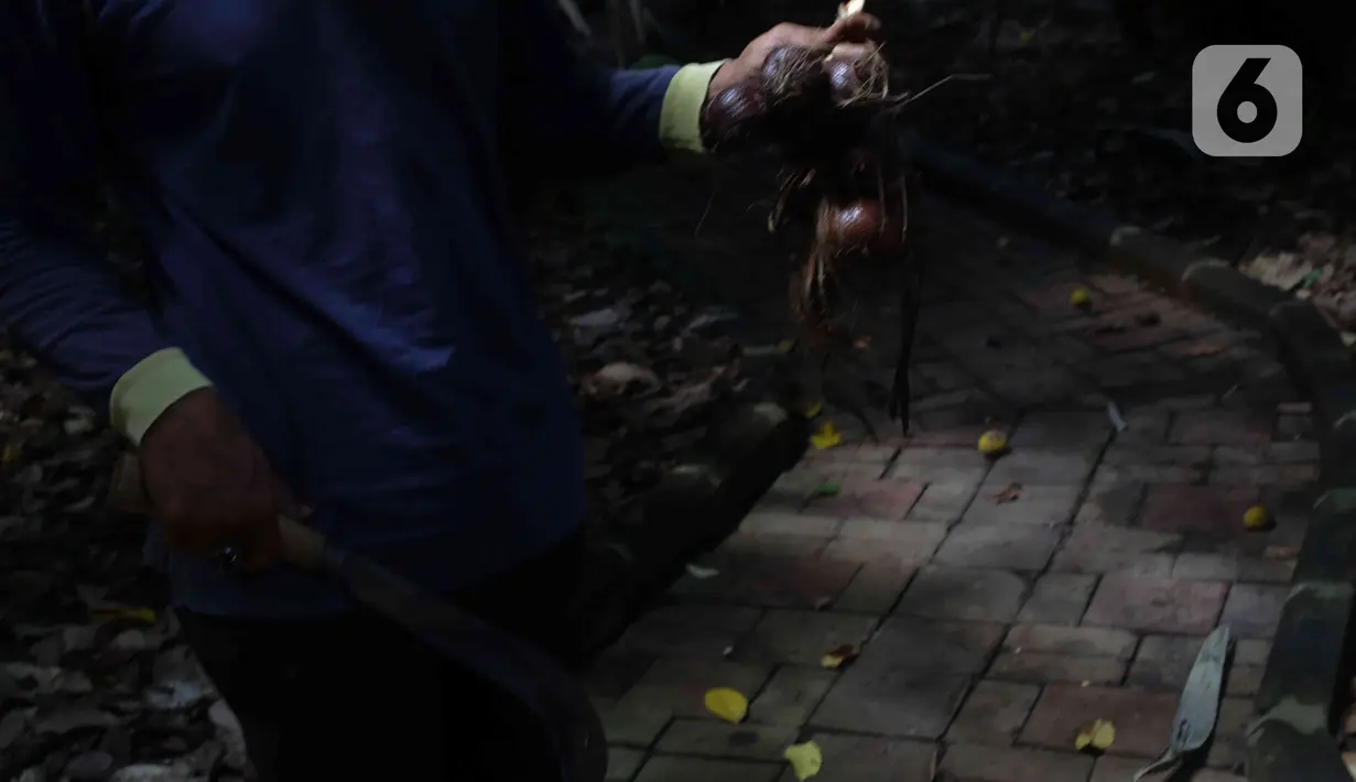 Petugas menunjukkan buah salak condet di Cagar Buah Condet, Balekambang, Jakarta Timur, Senin (13/12/2021). Cagar Buah Condet menjadi salah satu destinasi di kawasan Condet usai diresmikan sebagai Desa Kreatif oleh Kemenparekraf RI dan didukung oleh Pemprov DKI Jakarta. (Liputan6.com/Herman Zakharia