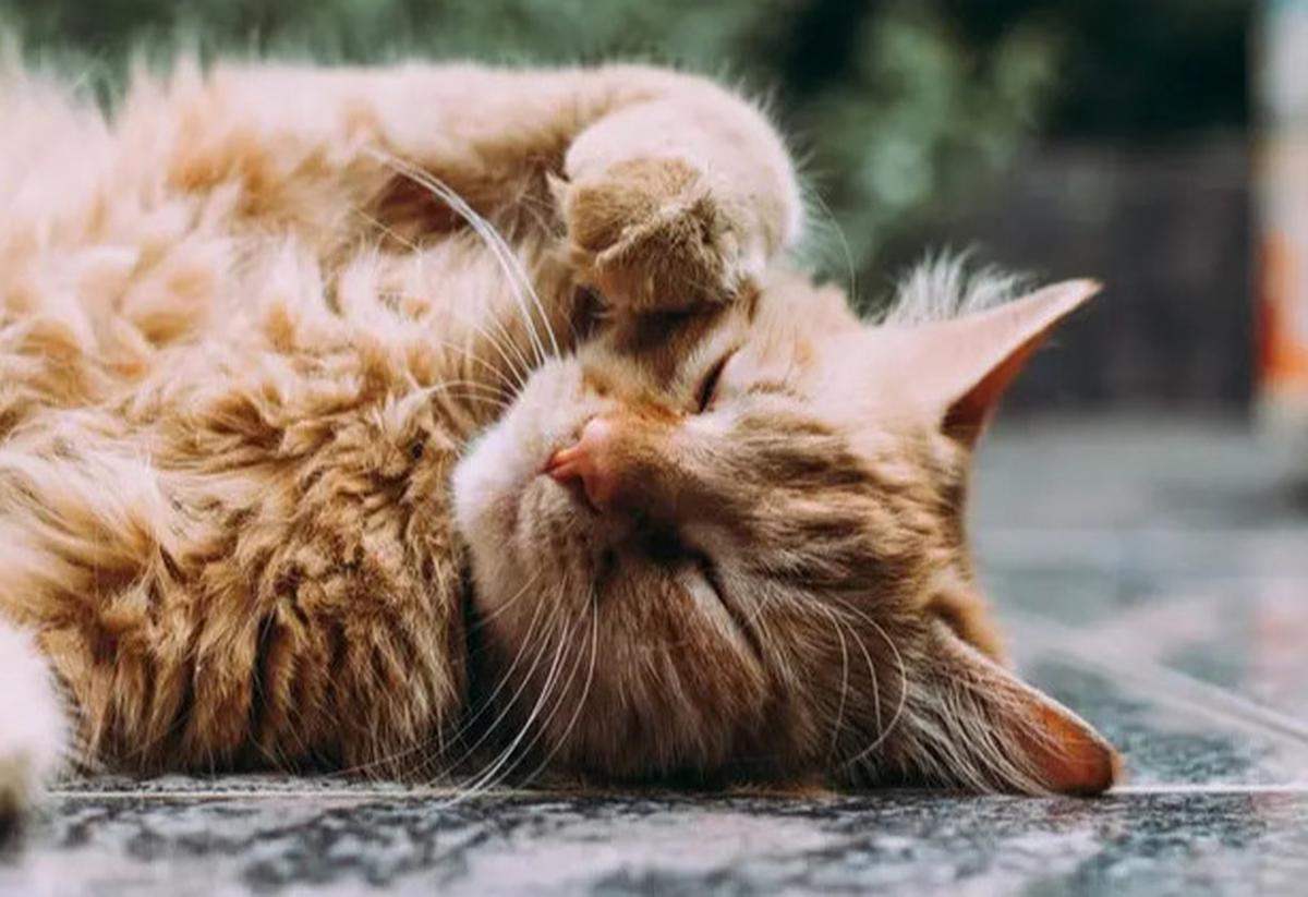 7 Penyebab Kucing Selalu Lapar Dilihat dari Perilakunya, Waspadai Masalah Kesehatan