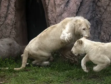 Sepasang singa putih muda -Kimba (kiri) dan Zamara dipamerkan di Kebun Binatang Parque de las Leyendas di Lima, Peru, Selasa (4/1/2022). Mereka lahir di penangkaran Kebun Binatang Leon de Mexico, tiba sebagai bagian dari program pertukaran untuk tujuan ilmiah dan konservasi. (Cris BOURONCLE/AFP)