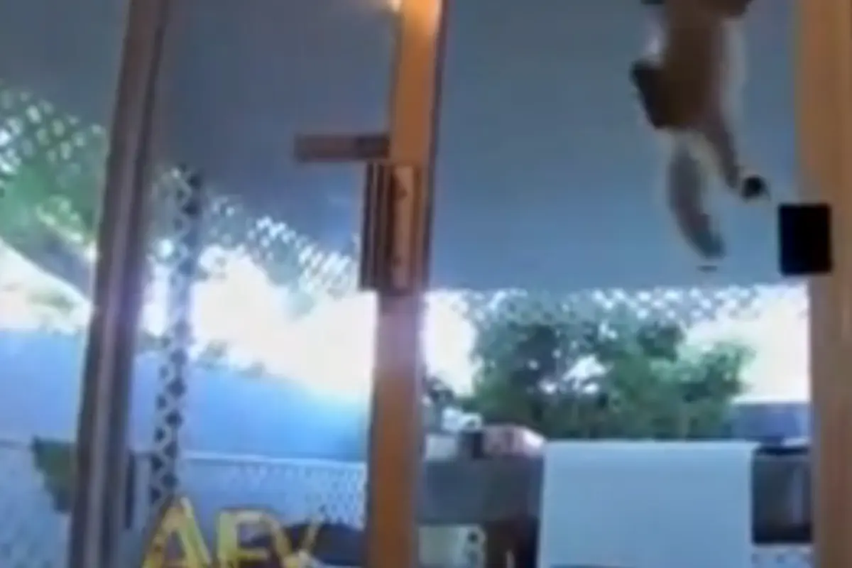 Kucing 'spiderman' memanjat. (Youtube)