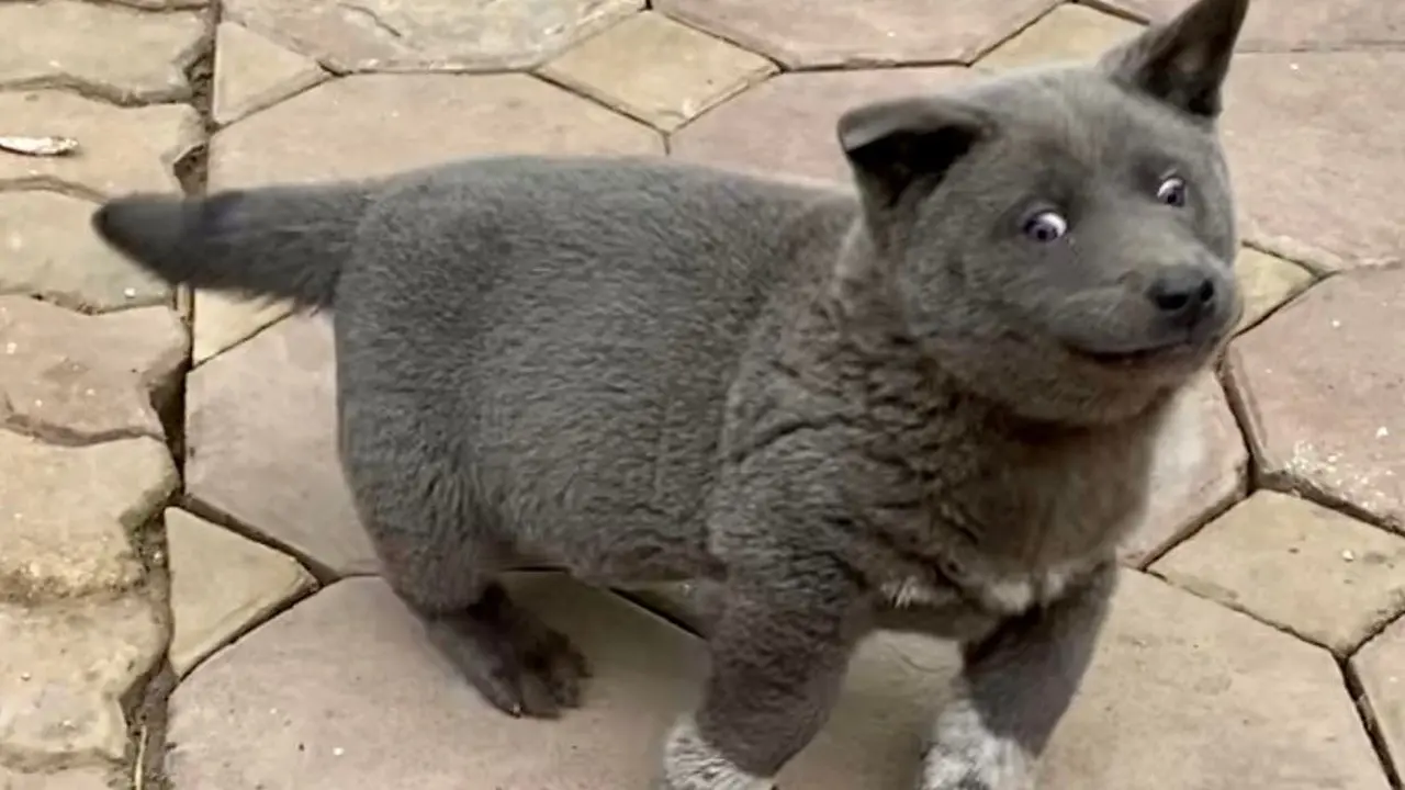 Bikin Warganet Bingung, Anjing Lucu Ini Punya Rupa yang Tak Biasa