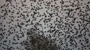 Fenomena migrasi ini disebut 'murmuration' yang berlangsung saat musim dingin, Padang Pasir Negev, Israel, Senin (2/2/2015). (AFP Photo/Menahem Kahana)