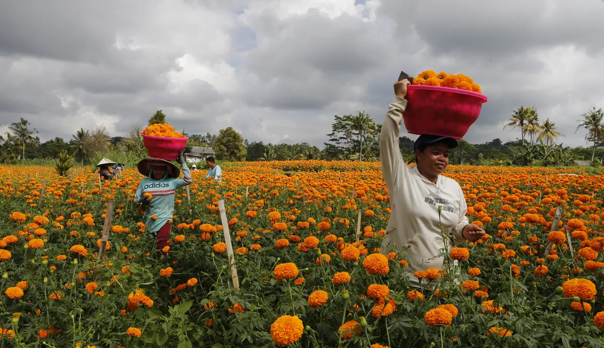 Pekerja yang membawa sekeranjang bunga marigold saat panen di Bali, Senin (21/9/2020). Umat Hindu di Indonesia sering menggunakan bunga Marigold saat berdoa sebagai persembahan. (AP Photo / Firdia Lisnawati)