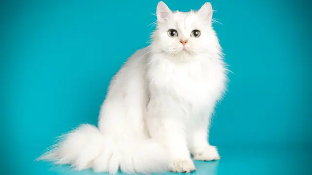 12 Masalah Kesehatan yang Dialami Kucing, Waspadai Tanda-Tandanya