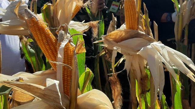 KTNA: Produksi Jagung Cukup, Ini Solusi Stabilisasi Harga Pakan dan Telur