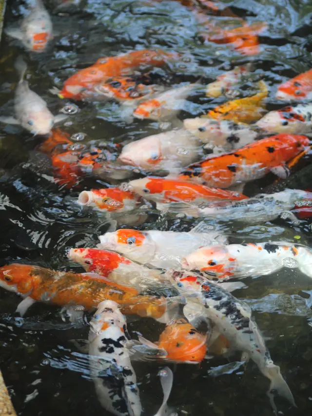 Ikan koi