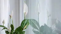 10 Tanaman Hias Penyerap Polusi, Bisa Bikin Ruangan Rumah Makin Segar dan Cantik