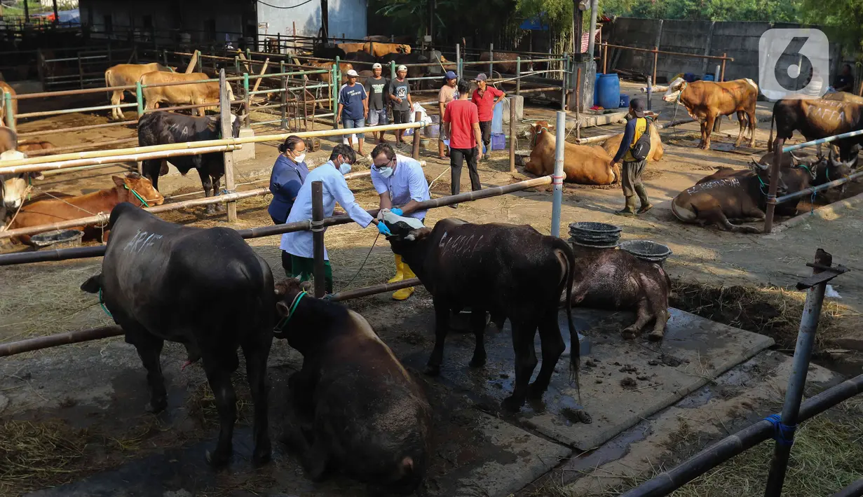 Petugas dinas KPKP memeriksa kesehatan hewan sapi di Rumah Pemotongan Hewan (RPH) PD Dharma Jaya, Cakung, Jakarta, Jumat (8/7/2022). Pihak pengelola RPH mencatat sekitar 135 sapi kurban akan dipotong di tempat tersebut pada Idul Adha 2022 yang akan dilaksanakan selama tiga hari. (Liputan6.com/Herman Zakharia)