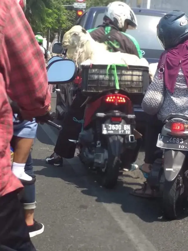 6 Potret Driver Ojek Online Antar Pesanan Kambing Kurban, Totalitas Banget