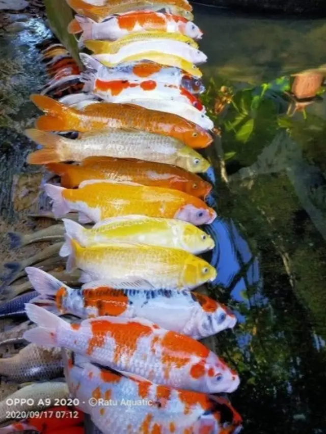 puluhan ikan hias mati