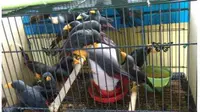 satwa burung Jalak Tunggir yang ada dalam sangkar yang di tahan oleh BBKSDA NTT Wilayah Labuan Bajo. (Liputan6.com/Dionisius Wilibardus)