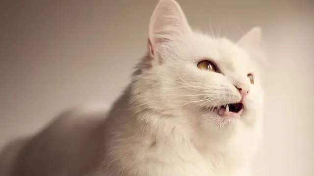 Makanan Kucing Anggora Buatan Sendiri