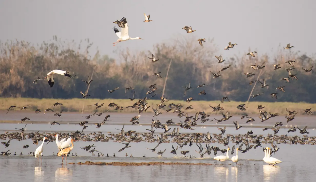 Kawanan burung migran terbang di atas Danau Dongting Barat, Changde, Provinsi Hunan, China, 11 November 2020. Danau Dongting Barat, beserta lahan basahnya yang memiliki kekayaan hayati, telah menjadi jalur utama bagi kawanan burung yang bermigrasi. (Xinhua/Chen Sihan)