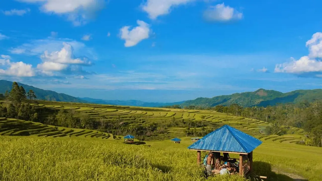 Terpukau Indahnya Persawahan di Desa Wisata Barania